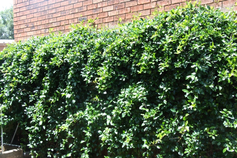 4 Bedroom Property for Sale in Fichardt Park Free State